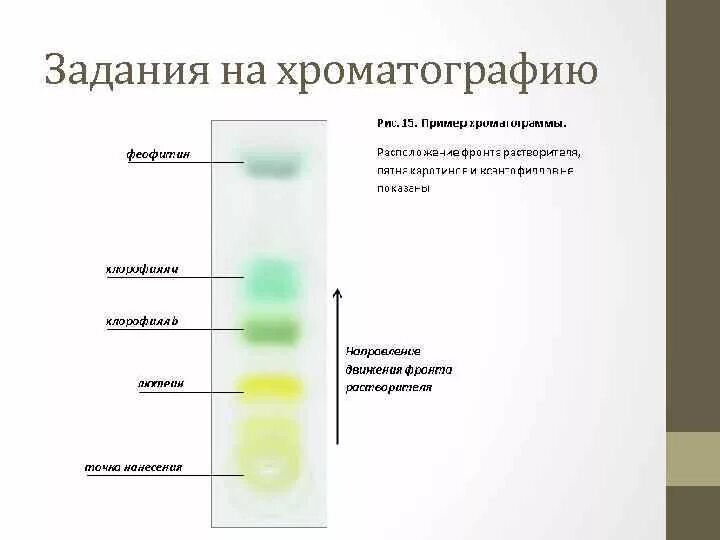 Разделение пигментов листа метод. Разделение пигментов листа методом бумажной хроматографии. Тонкослойной хроматографии пигменты. Разделение пигментов методом тонкослойной хроматографии. Хроматография пигментов листа.