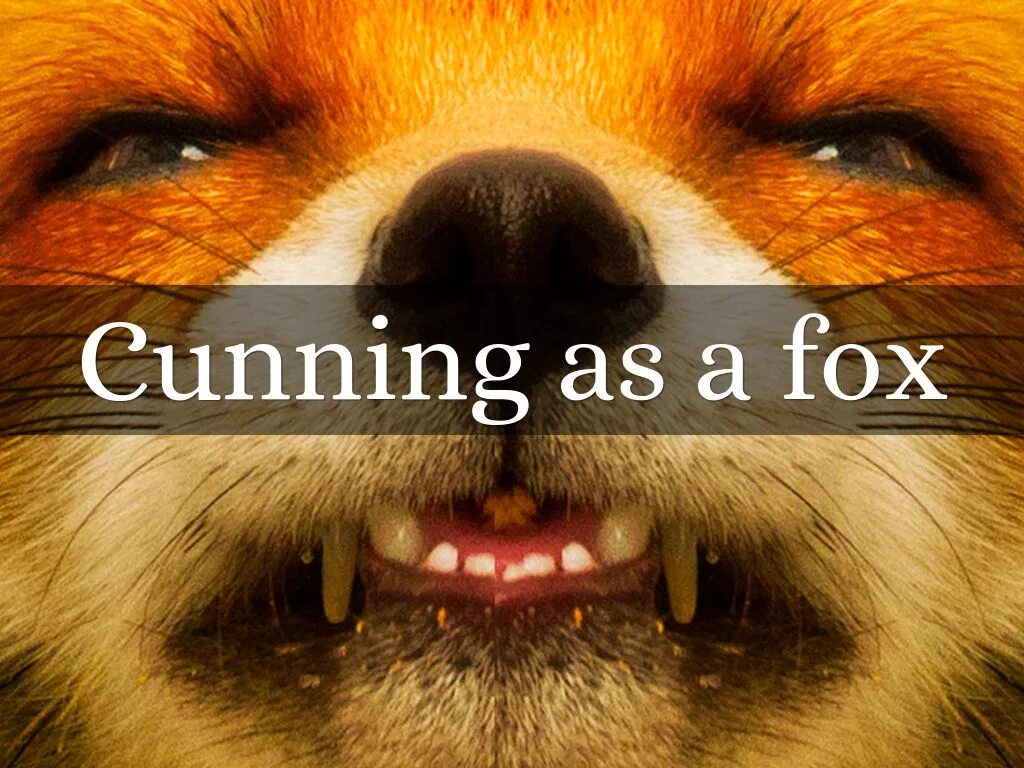 Cunning Fox. As Cunning as a Fox. Fox перевод. Cunning Fox игра. Переведи fox