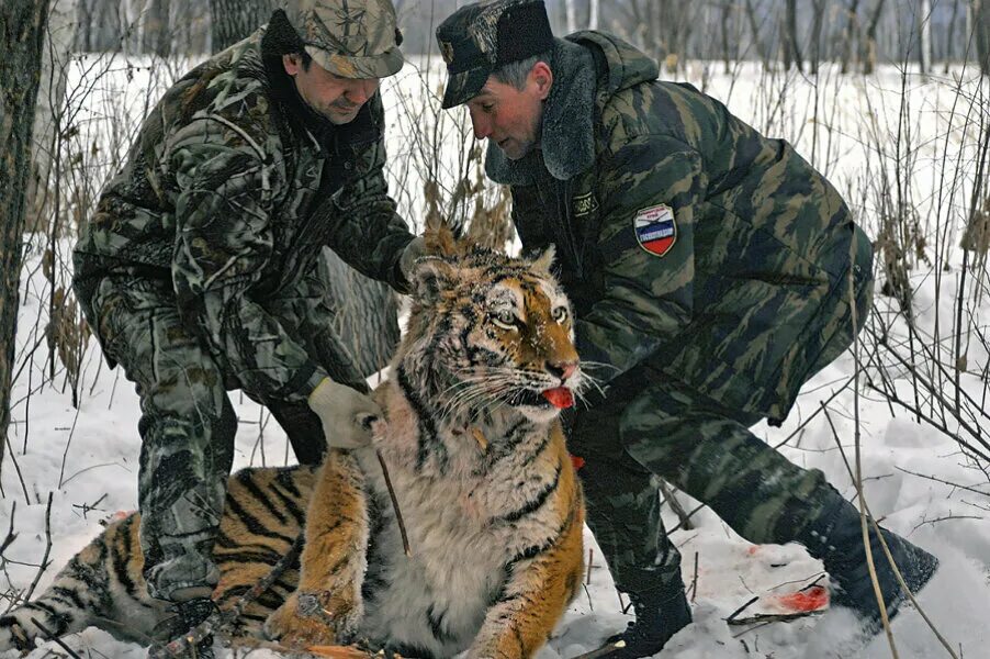 Как стать добычей. Амурский тигр браконьерство. Амурский тигр браконьеры. Браконьерство на Амурского тигра.