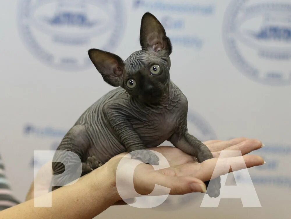 котята донского сфинкса. питомник кошек сфинксов. элитный котенок канадского сфинкса дорого. сфинкс выставка. донской сфинкс усы.