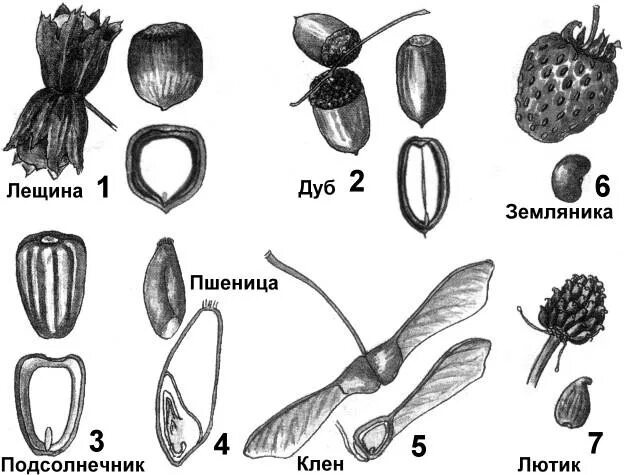 Рисунок семена растений