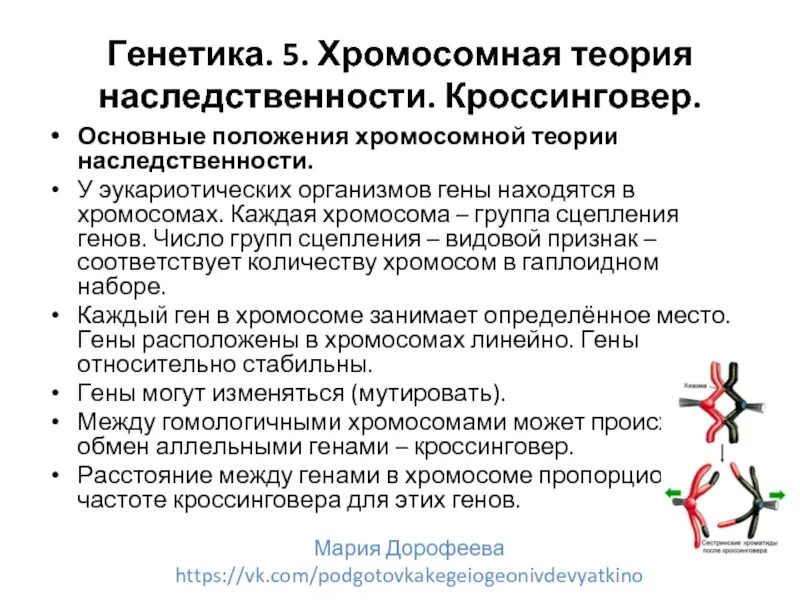 Положениями хромосомной теории наследственности является. Положения хромосомной теории наследственности Моргана. Хромосомная теория наследственности 4 положения. Хромосомная теория Моргана 4 положения. 1. Хромосомная теория наследственности. Основные положения..