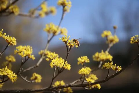 Расцветает зеленеет расцветает желтеет