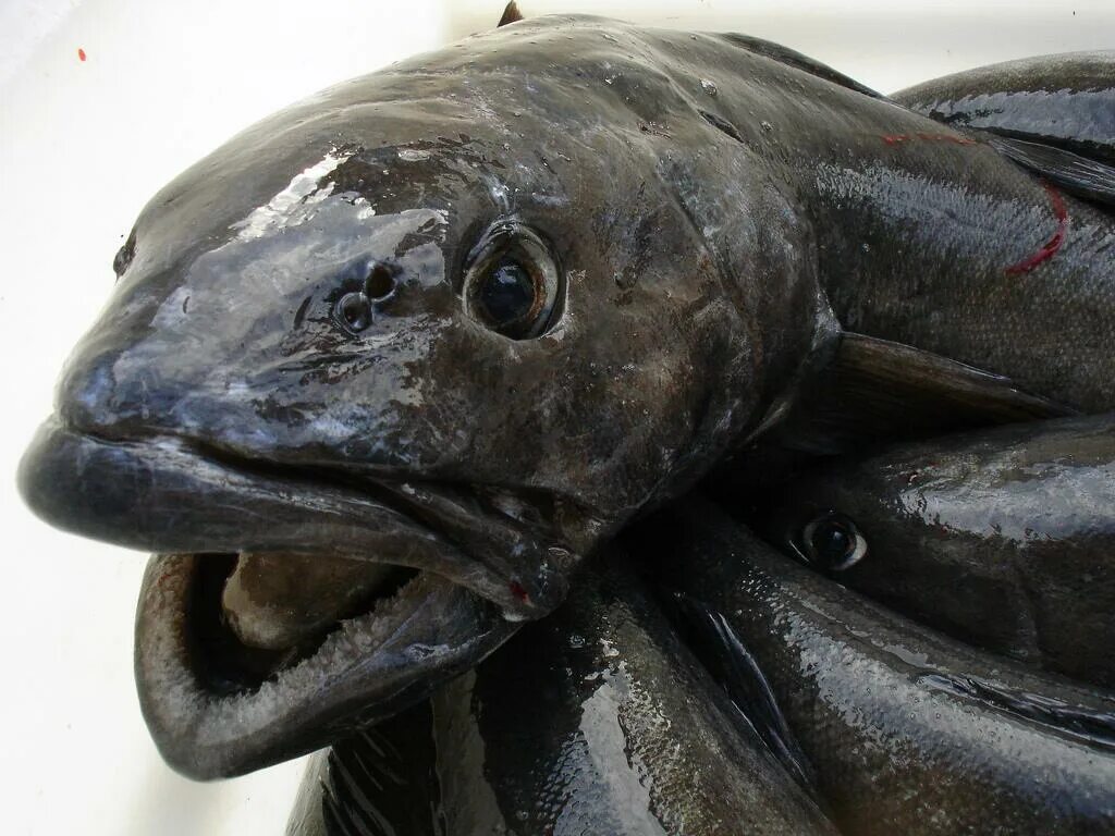 Бывает черная рыба. Угольная рыба Anoplopoma fimbria. Треска чёрная (угольная рыба). Патагонский клыкач. Клыкач рыба.