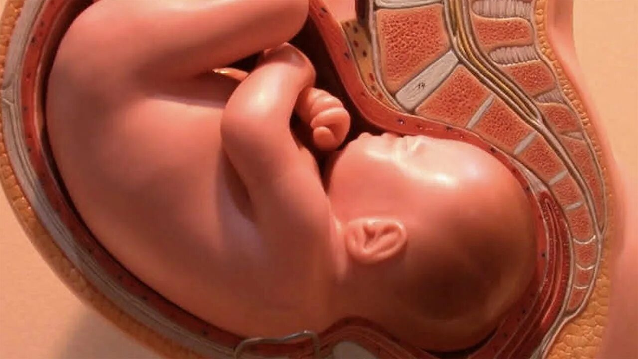 Расположение ребенка на 40 неделе беременности. Ребёнок на 38 неделе беременности. 35 недель беременности каменеет