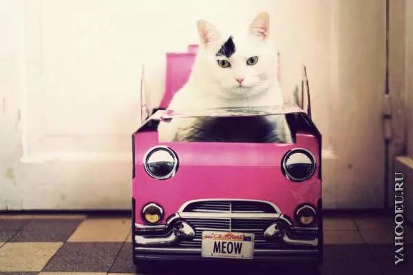 Cat can car
