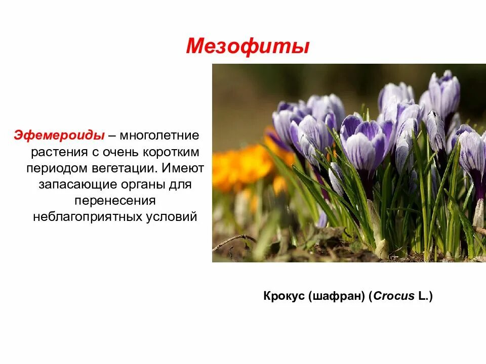 К мезофитам относятся растения. Мезофиты эфемеры. эфемероиды крокус. растения эфемероиды. растения мезофиты.