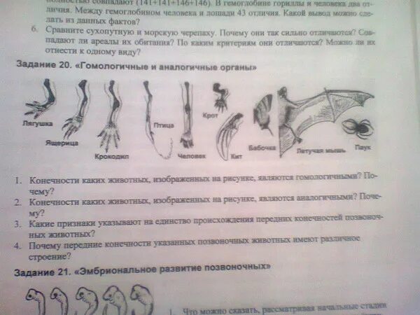 Из предложенного списка выберите гомологичные органы. Гомологичные органы лошади и слона.