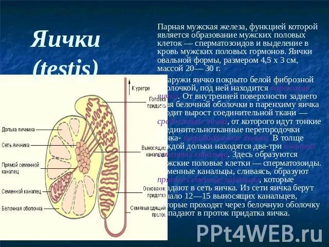 Придаток яичка. Функция яичек у мужчин. Яички овальной формы. Яичко функции анатомия. Яички образуют