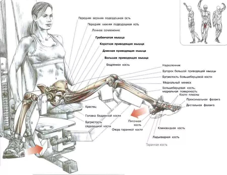 подъёмы на носки сидя в тренажере (голень). тяга горизонтального блока. как правильно делать упражнения на тренажерах. подтягивания в гравитроне широким хватом. тренажер для прокачки спины.
