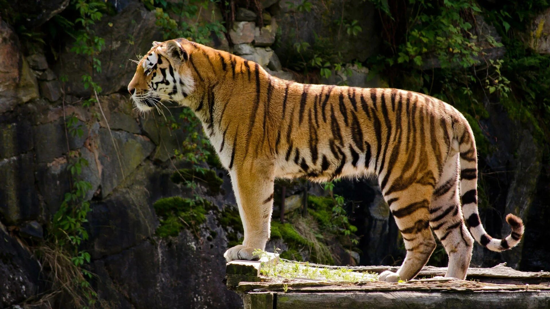 Тайгер тигр. Амурский тигр. Зондский тигр. Амурский тигр сбоку.