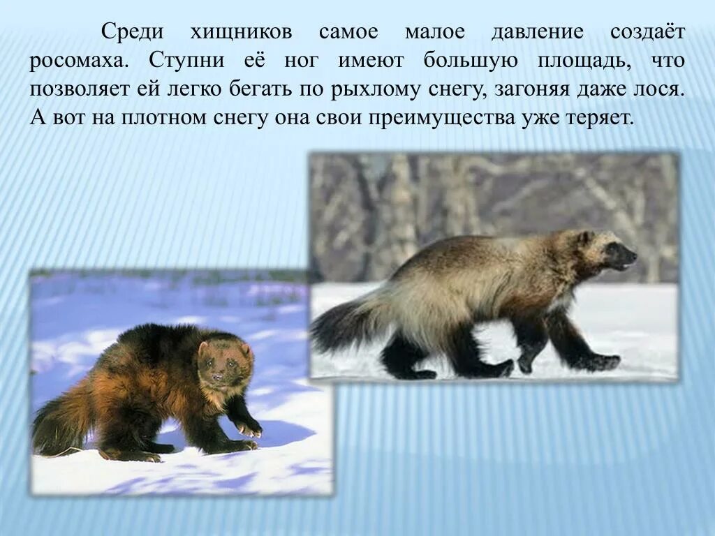 Где водится росомаха. Росомаха зверь. росомаха доклад. животное росомаха сообщение. росомаха 4 класс.