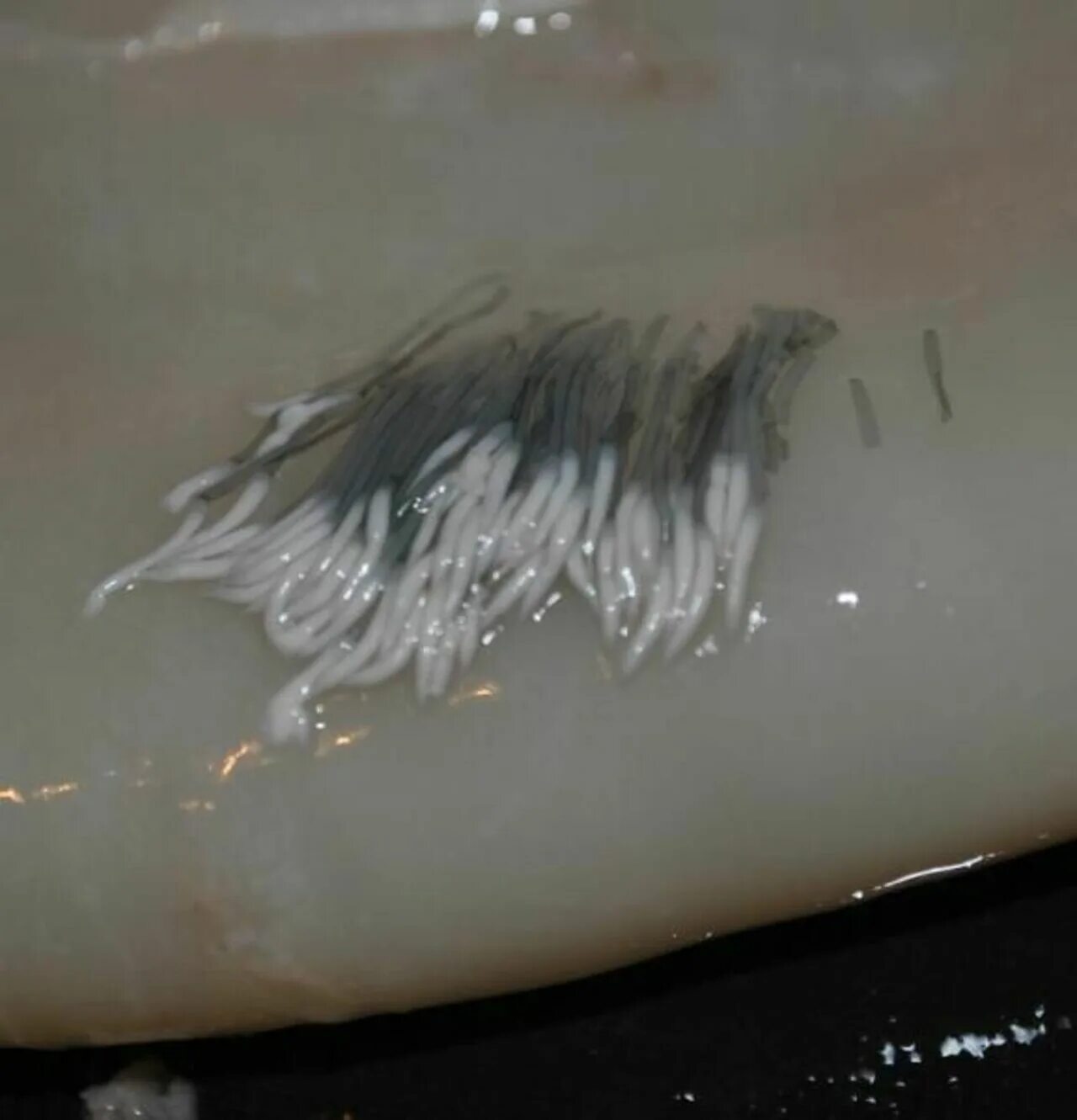 в кальмарах есть паразиты. в кальмарах есть паразиты. в кальмарах есть паразиты. в кальмарах есть паразиты. в кальмарах есть паразиты.