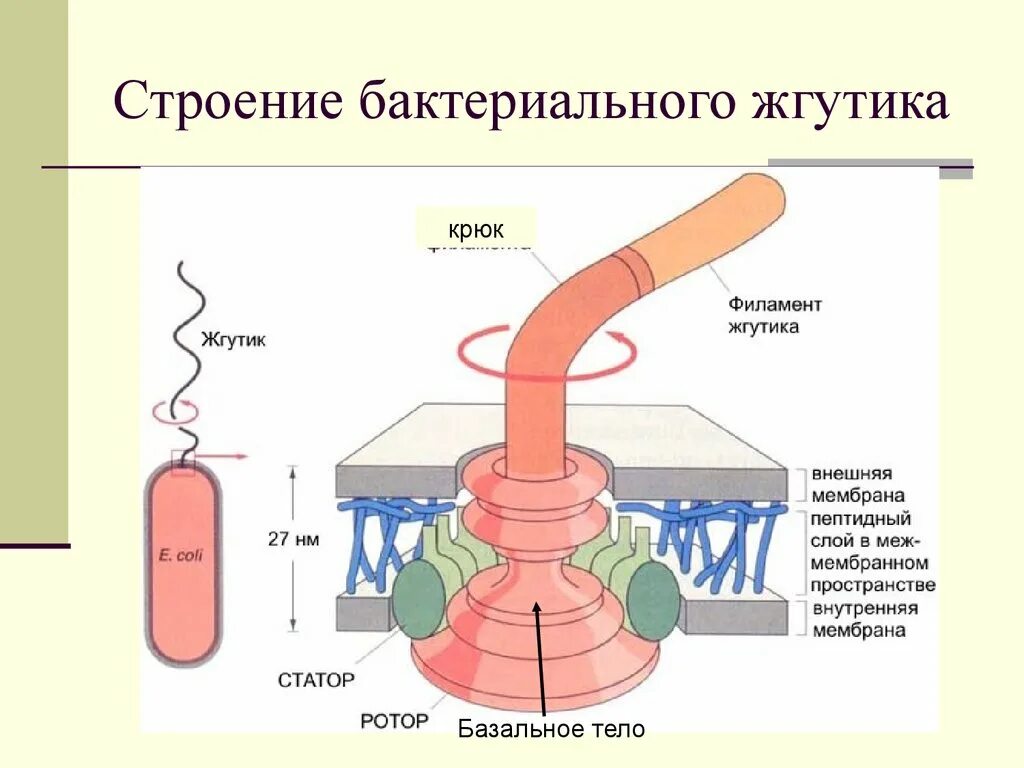 Строение жгутика микробиология. Строение жгутиков микробиология. Строение бактериального жгутика. Строение жгутика грамположительных бактерий. Строение жгутиков.