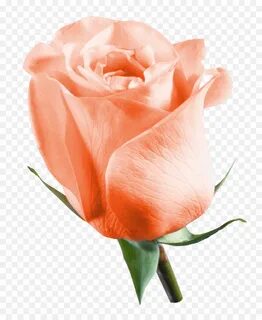 Still rose