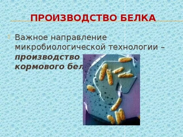 Микроорганизмы для получения белка. Производство кормового белка. Бактерии в биотехнологии для производства кормового белка. Технология производства кормового белка. Бактерии в биотехнологии для производства кормового белка.