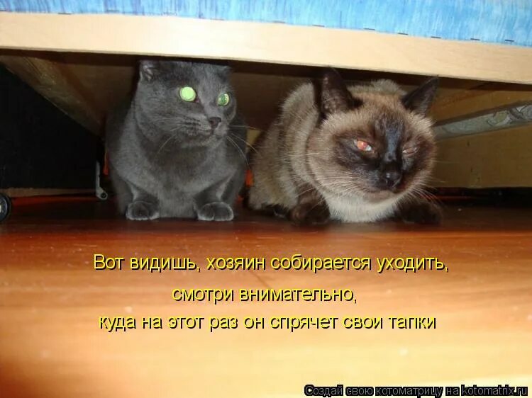 Про брошенных животных. Как коты воспринимают своих хозяев. Прикольные шутки с собаками. Не видели хозяев. Хозяина не видно.