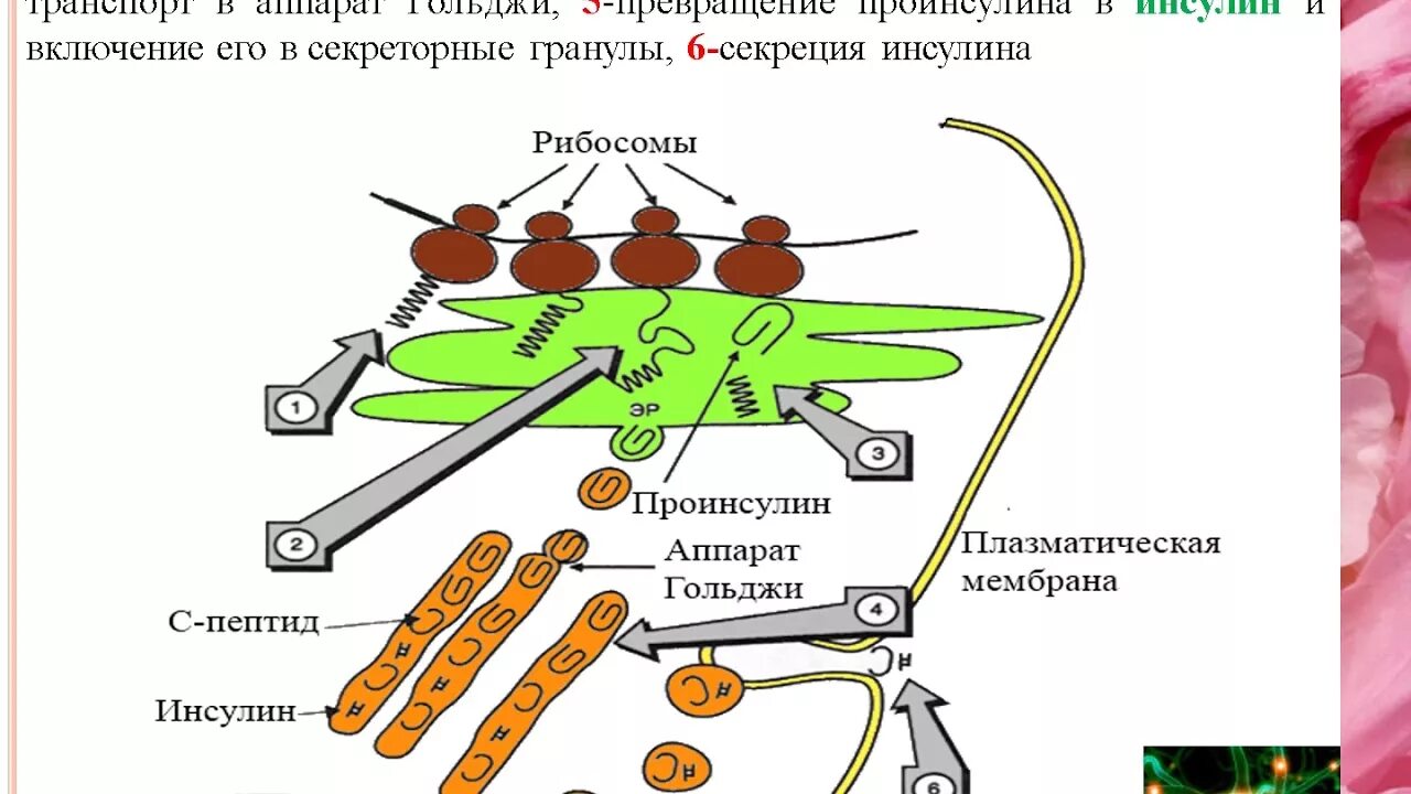 Участвует в синтезе инсулина. Схема биосинтеза инсулина в -клетках островков Лангерганса. Биосинтез инсулина схема. Инсулин строение Синтез секреция. Инсулин строение образование из проинсулина.