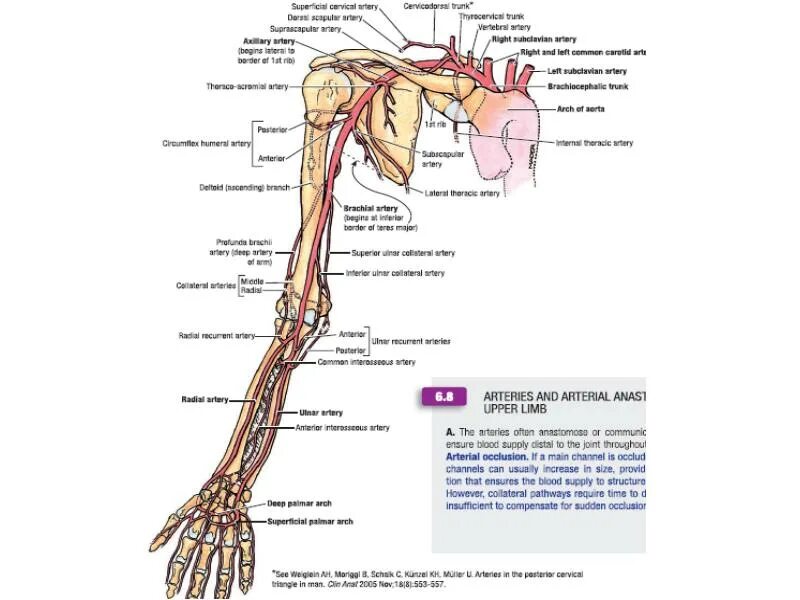 Топографическая анатомия сосудов и нервов верхней конечности. Кровоснабжение верхней конечности топографическая анатомия. Сосуды верхней конечности топографическая анатомия. Нервы верхней конечности топографическая анатомия таблица. Кровообращение верхней конечности