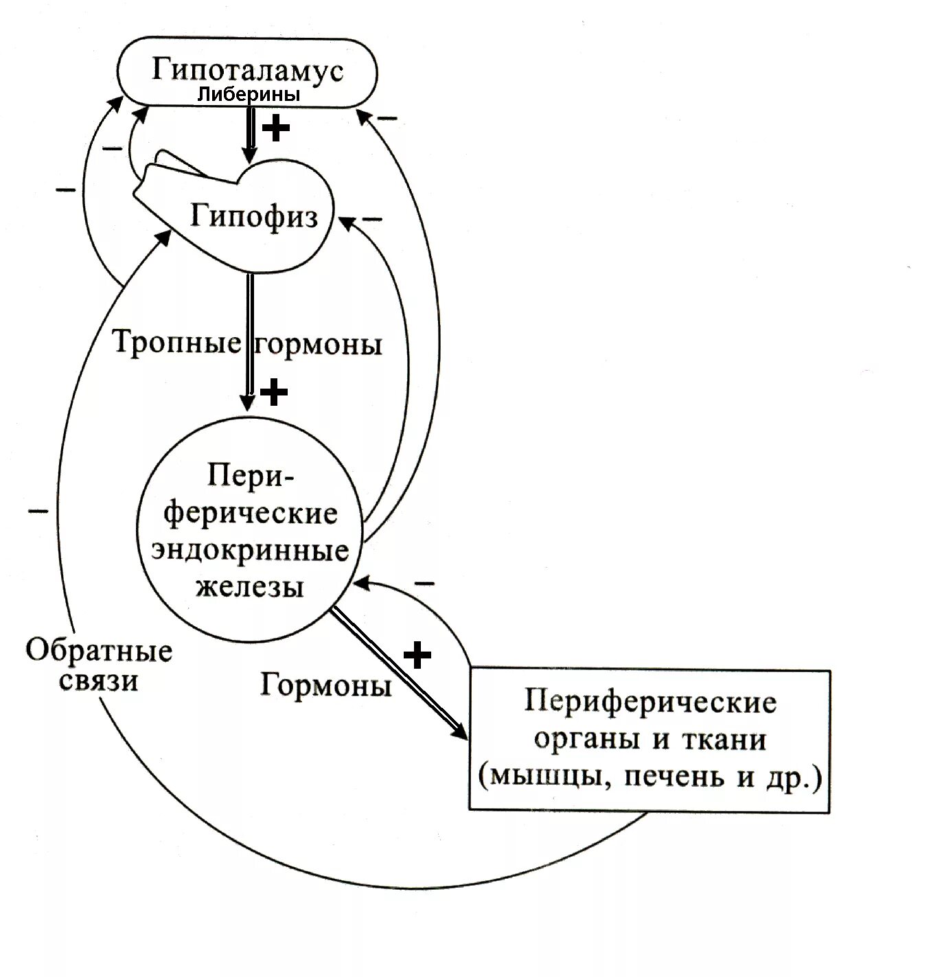 Регуляторные гормоны гипоталамо-гипофизарной системы.. Схема регуляции гипоталамо-гипофизарной системы. Схему связей в гипоталамо-гипофизарной системе. Схема механизма обратной связи гормонов эндокринной системы.