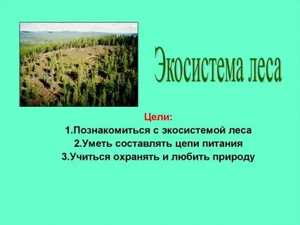 Описание экосистемы леса