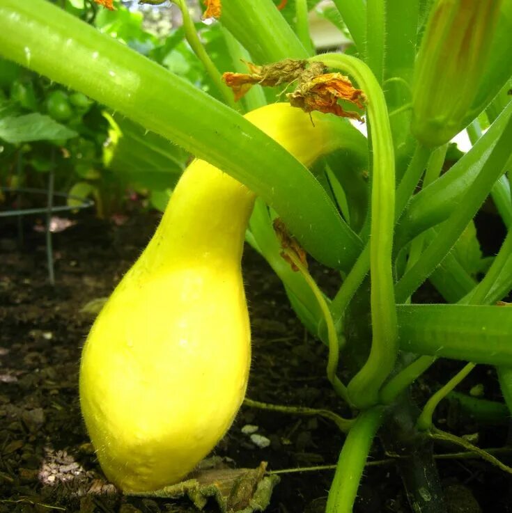 Italian Trombocino Zuchetta -the very definition of prolific - resistant to squa
