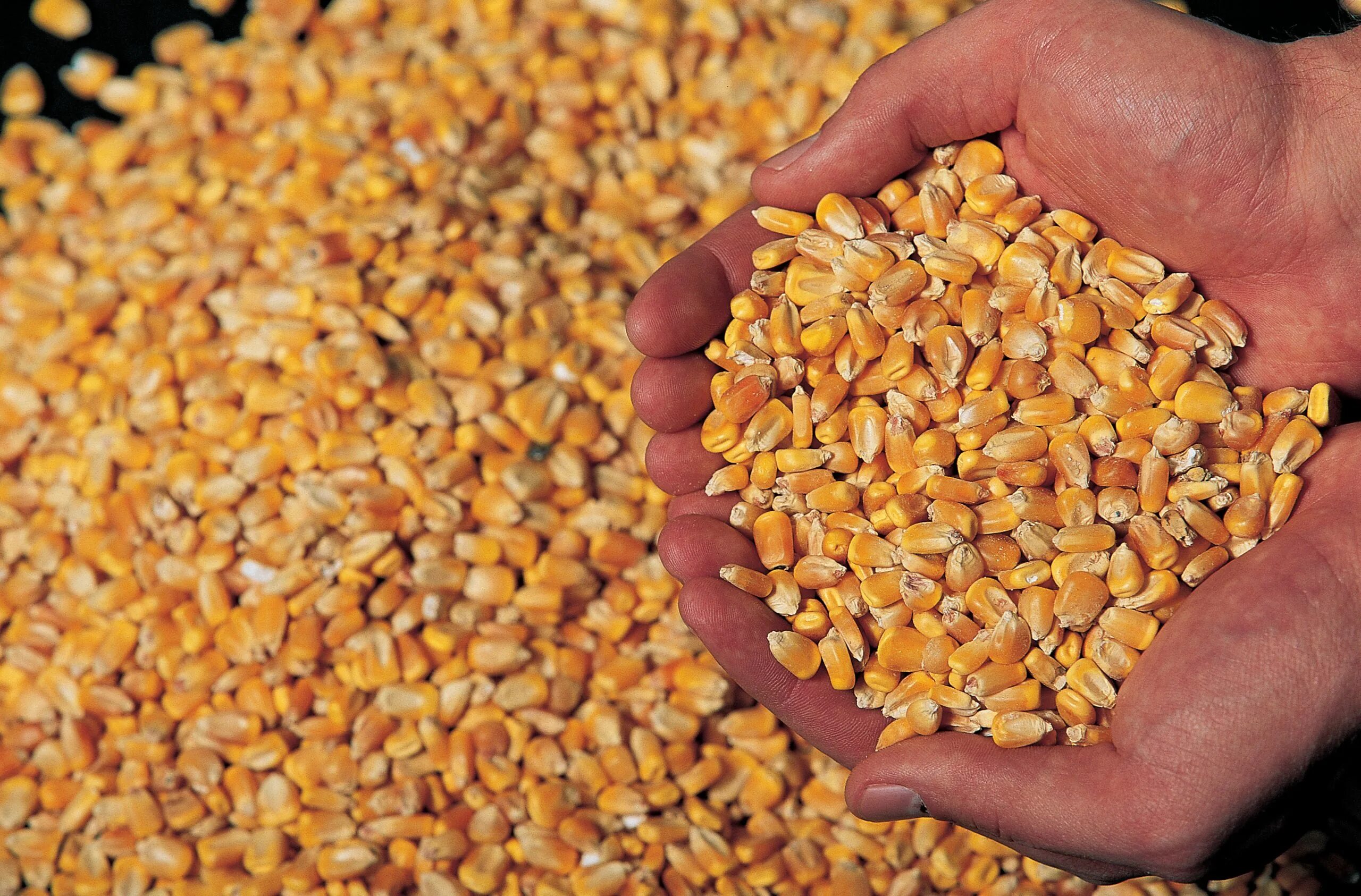 Куры можно кукурузы. Кукуруза (зерно). Кукурузные зерна. Кукуруза фуражная. Кукуруза для корма животных.