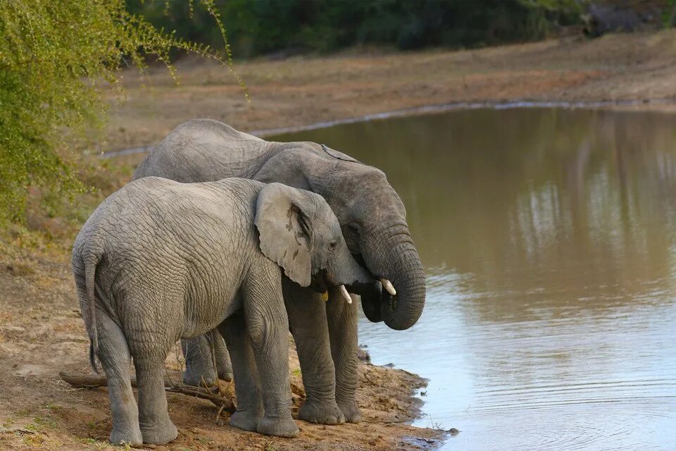 Серенький похож на слона. Слон с маленьким хоботом. Слон река. Хвост слона. Спина слона.