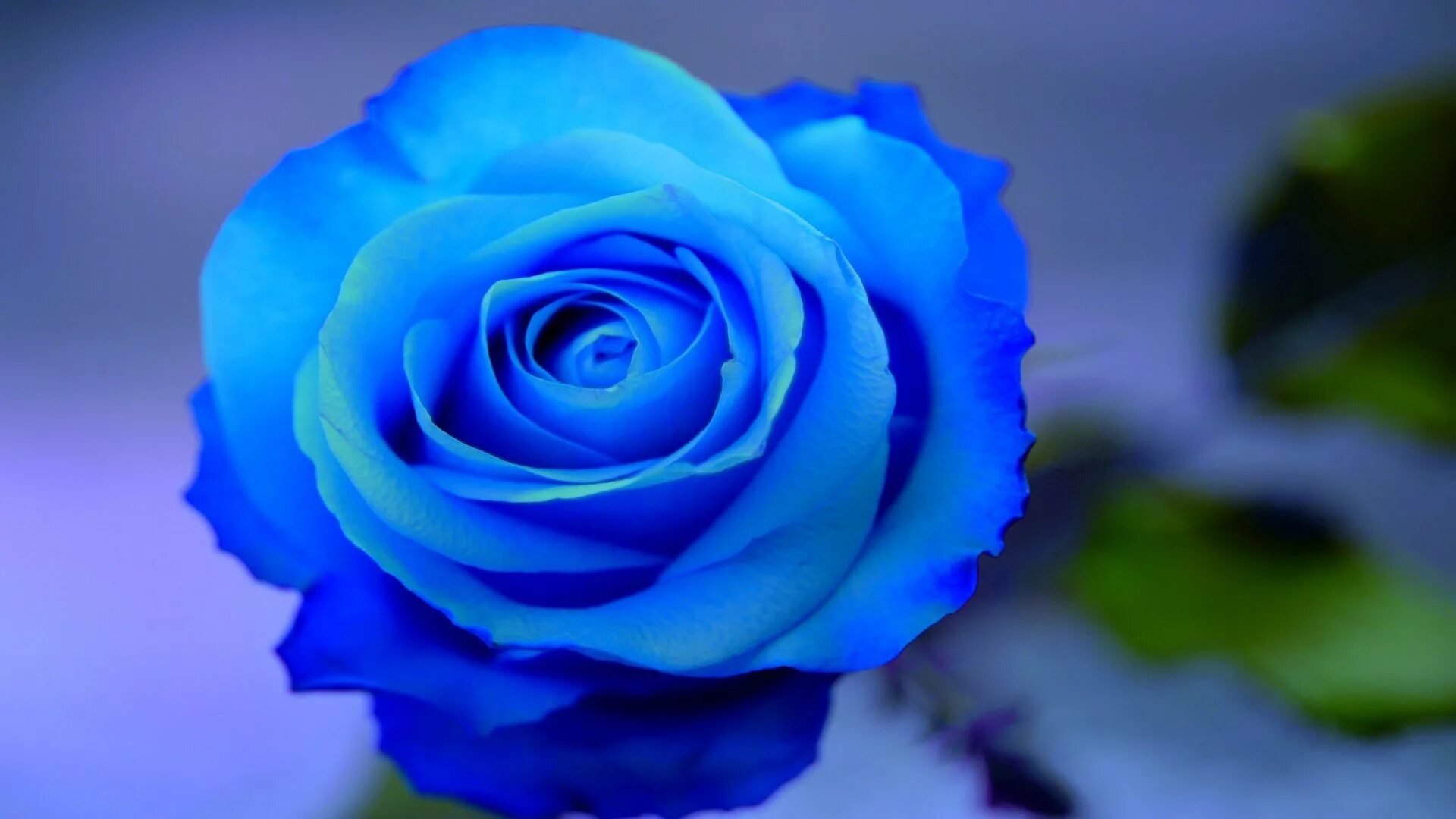 Фотография синего цвета. Роза голубая. Ярко синие розы. Нежно голубые розы. Светло синие розы.