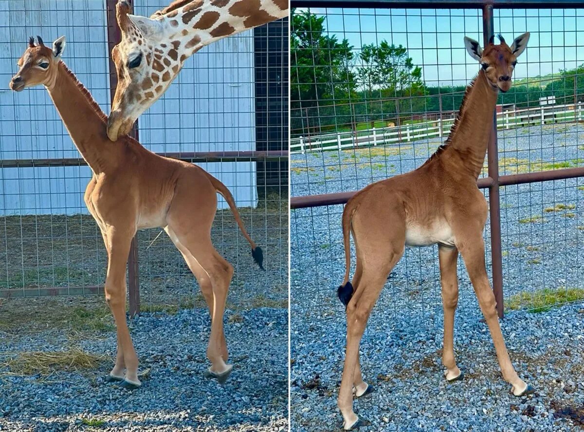 Сколько детенышей жирафа родилось за 2 года. Коричневый Жираф. Самка жирафа. Жираф с детенышем. Детеныш жирафа.