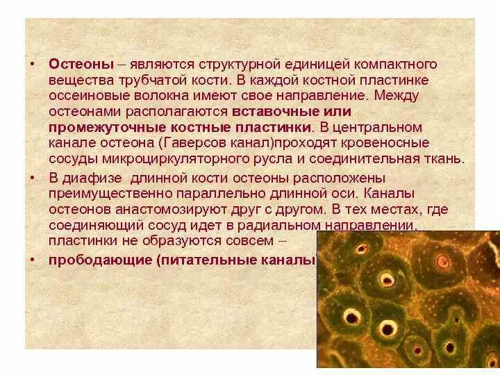 Структурной единицей вещества является. Оссеиновые волокна в остеоне. костные пластинки остеона. структурная единица компактного вещества кости. вставочные пластинки костной ткани.