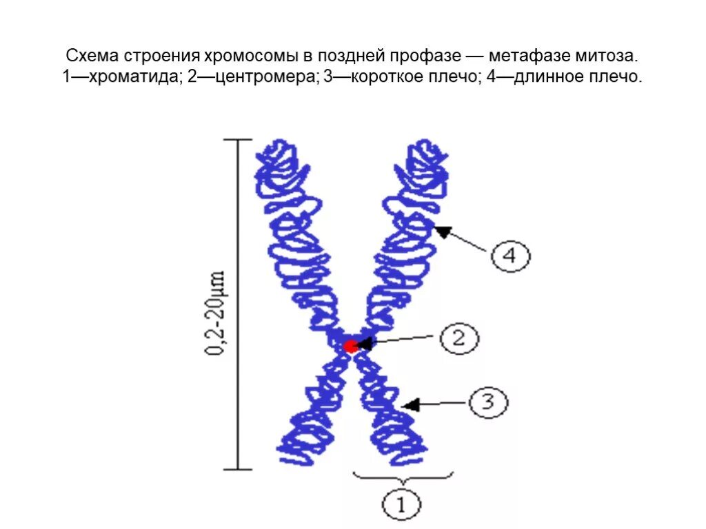 Хромосома гистология