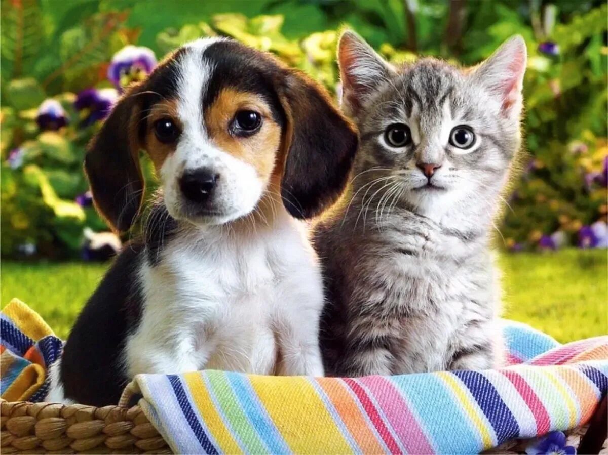 День домашних животных 2024. Кошечка. Собачки и кошечки. Милые котики и собачки. Щенок и котенок.