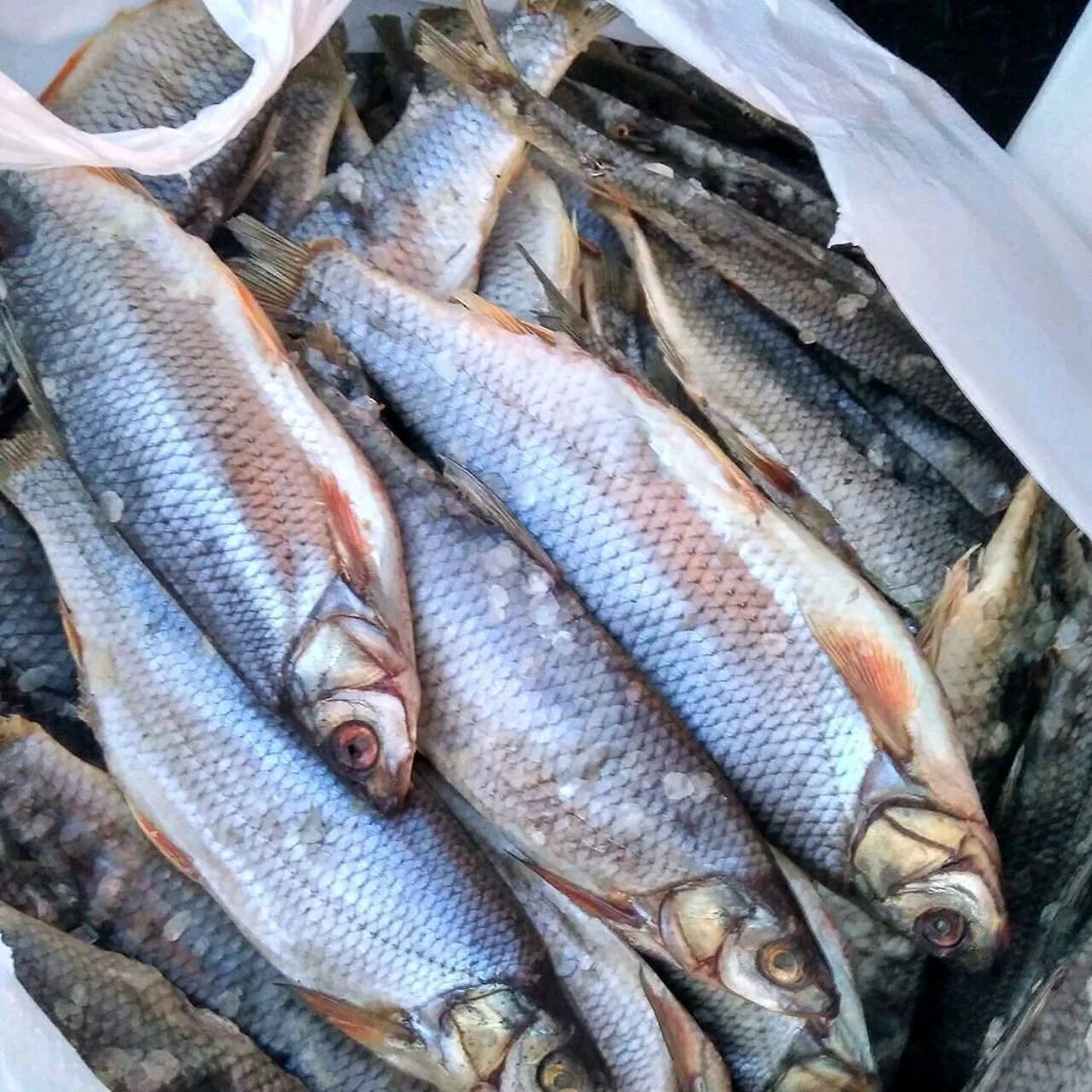 Чебак сорожка. Чебак рыба вяленая. Чебак и плотва. Чебак язь подъязок. Рыба чебак забайкальский.