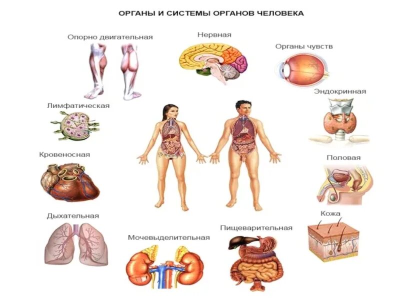 Структура тела человека биология 8 класс. Системы органов человека схема. Человек биология. Биология строение человека.