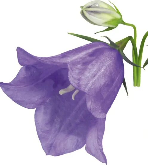 Колокольчик рапунцелевидный(Campanula rapunculoides l.). Персонаж колокольчик. Колокольчик цветок на белом фоне. Campanula persicifolia колокольчик на белом фоне. Колокольчики контакт