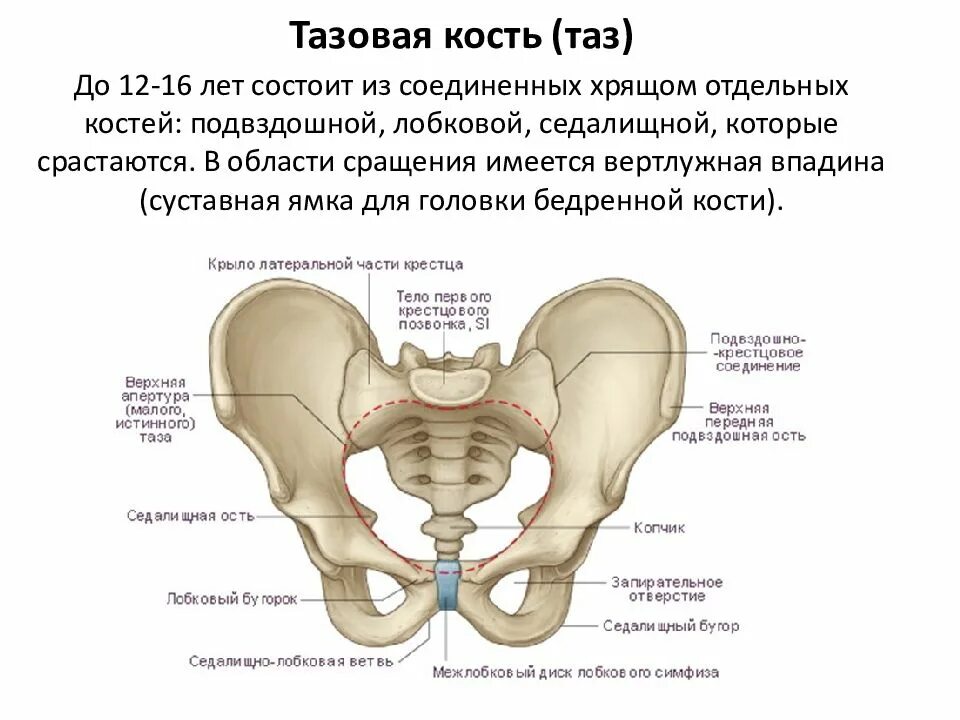 1 подвздошная кость. Строение лонной кости таза. Тазовая кость состоит анатомия. Седалищная кость скелет. Седалищная кость кость анатомия.