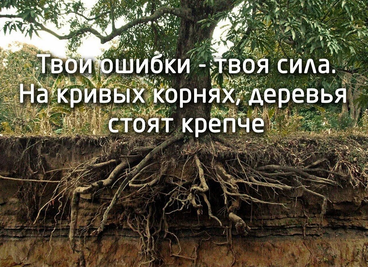 Мудрость есть корень. На кривых корнях деревья крепче. Твои ошибки твоя сила на кривых корнях деревья стоят крепче. На кривых корнях деревья. Твои ошибки твоя сила на кривых корнях деревья стоят.