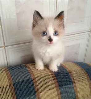 Юла котята