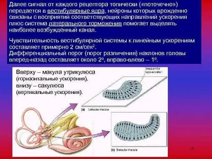 Рецепторы органов сенсорной системы
