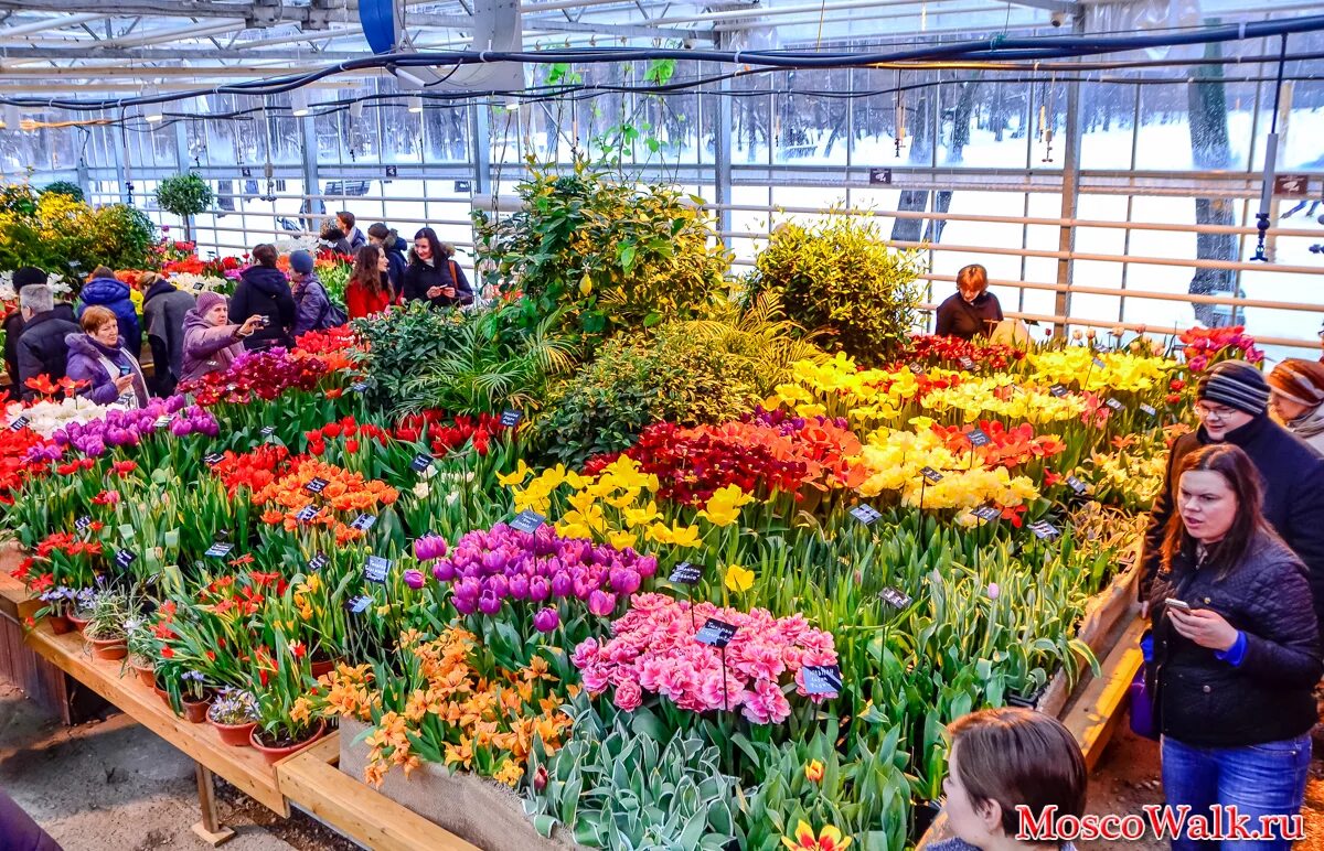 Какие выставки в москве в марте. Ботанический сад Аптекарский огород выставка тюльпанов. Аптекарский огород цветение тюльпанов. Аптекарский огород ВДНХ.
