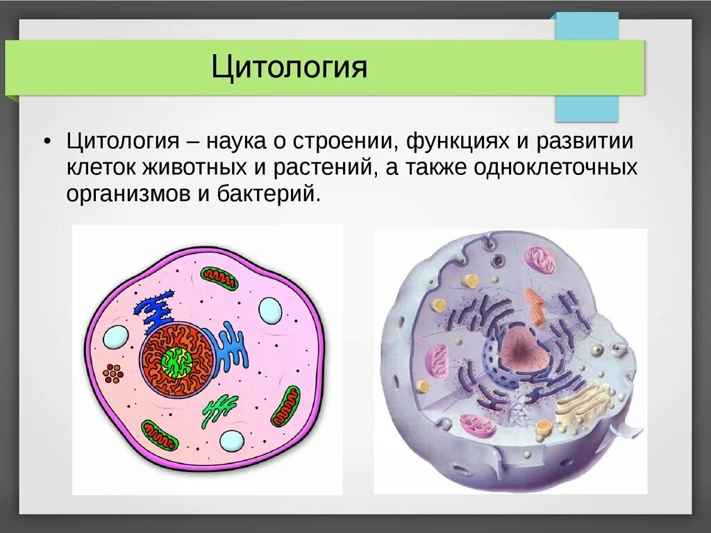 Основа клетки живого организма. Цитология строение клетки. Изучение клетки цитология. Клетка живого организма. Цитология это в биологии.