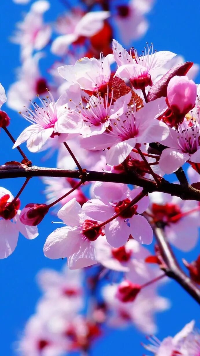 Фото весны красивые на заставку телефона. Черри блоссом май. Хонор Сакура. Красивое цветущее дерево.