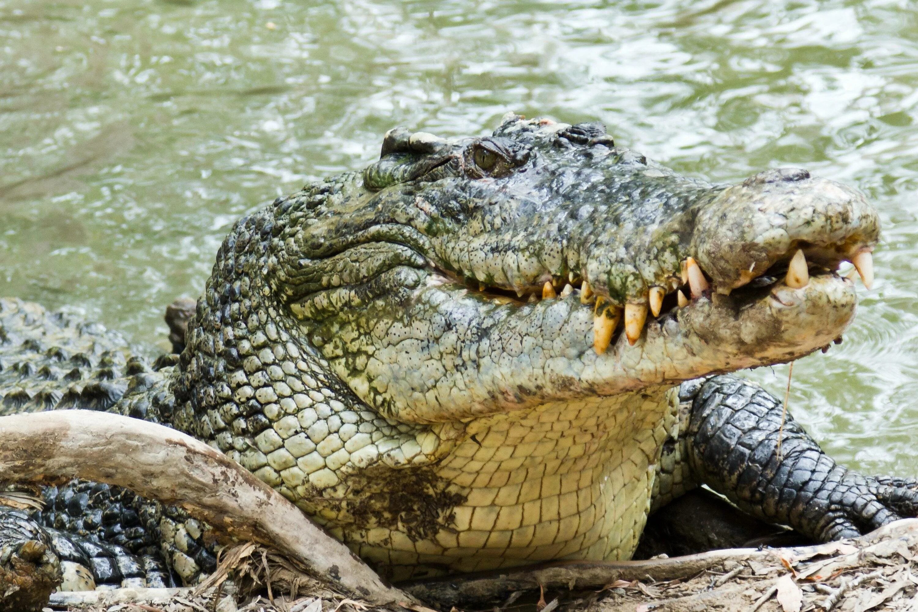 Купить крокодил про. Нильский и гребнистый крокодил. Малагасийский Нильский крокодил. Морской гребнистый крокодил. Австралийский гребнистый крокодил.