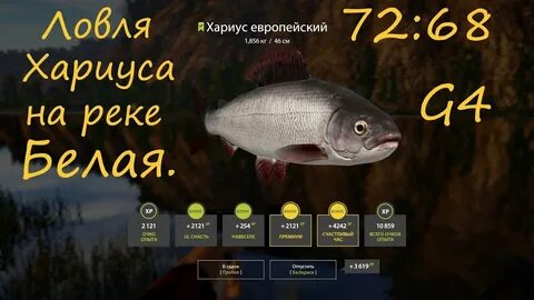Рр4 форель на белой