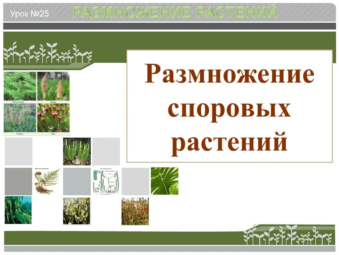 Урок размножение 6 класс. Размножение споровых растений. Схема размножения споровых растений. Половое размножение споровых растений. Способы размножения растений размножение споровых растений.