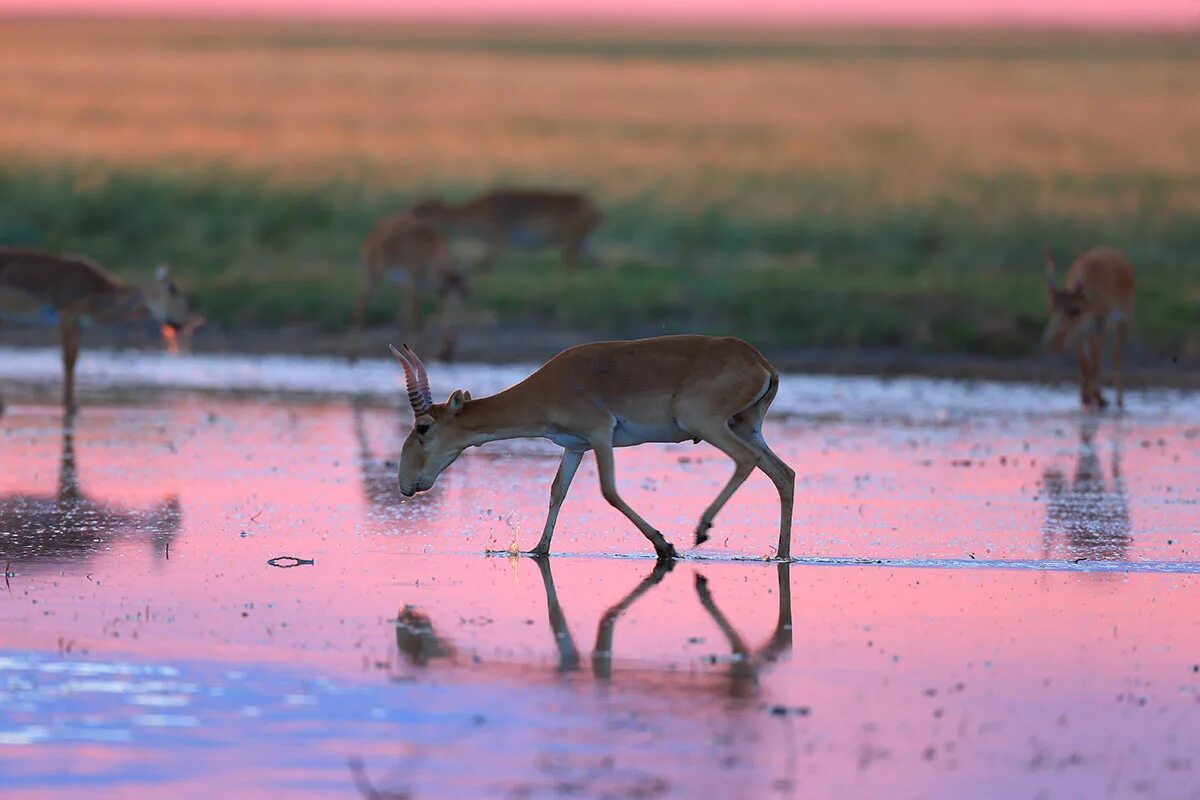 астраханский сайгак. степная фауна астраханской области. звери астрахань. звери астрахань. астраханский биосферный заповедник животные.