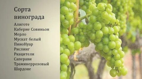 Сорт текст