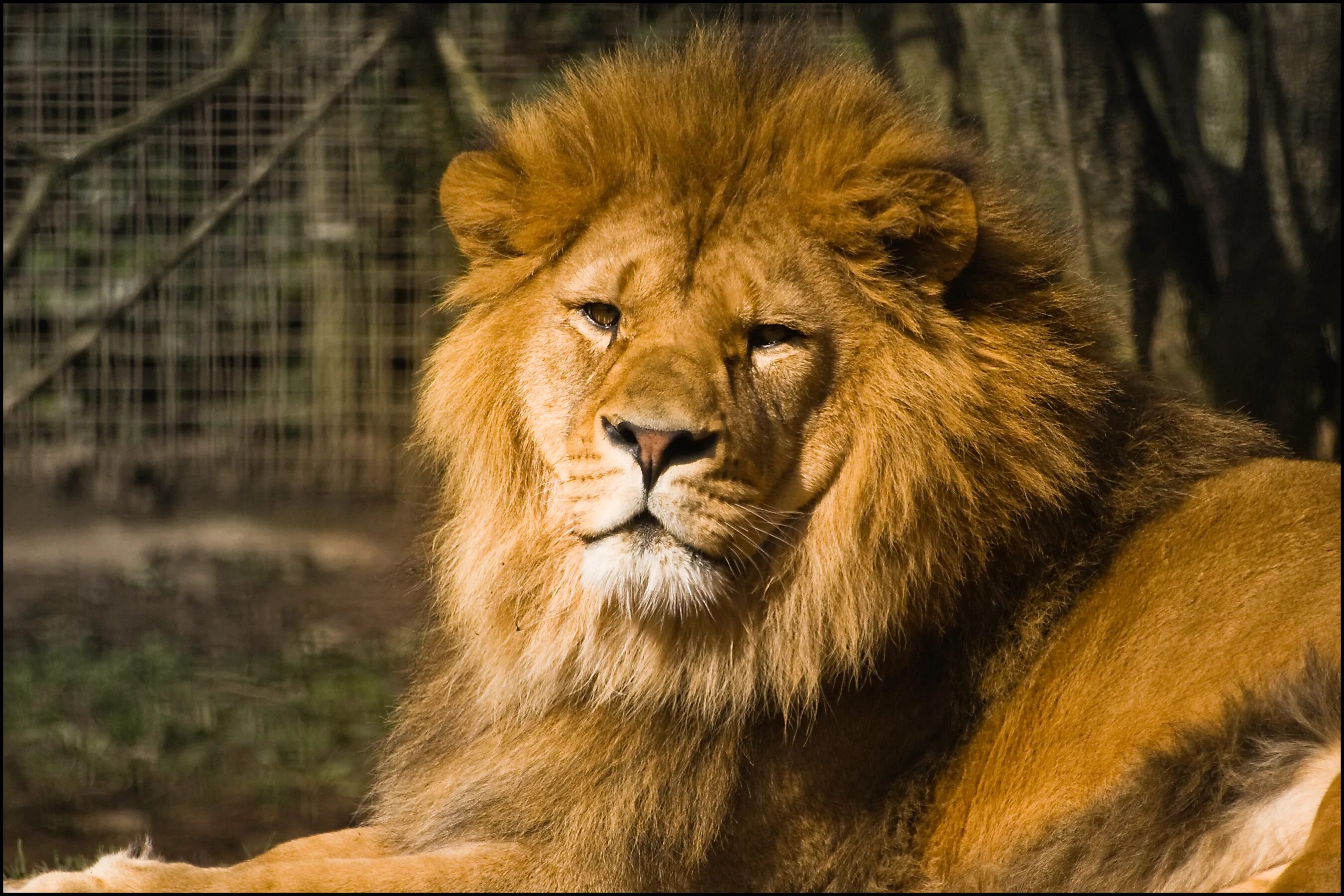 Какого года родился лев. Barbary Lion. Капский Лев. Берберийский Лев фото. Тигролев.