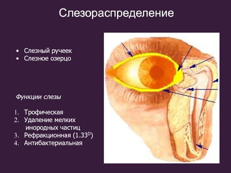 Какую функцию выполняет слезная железа